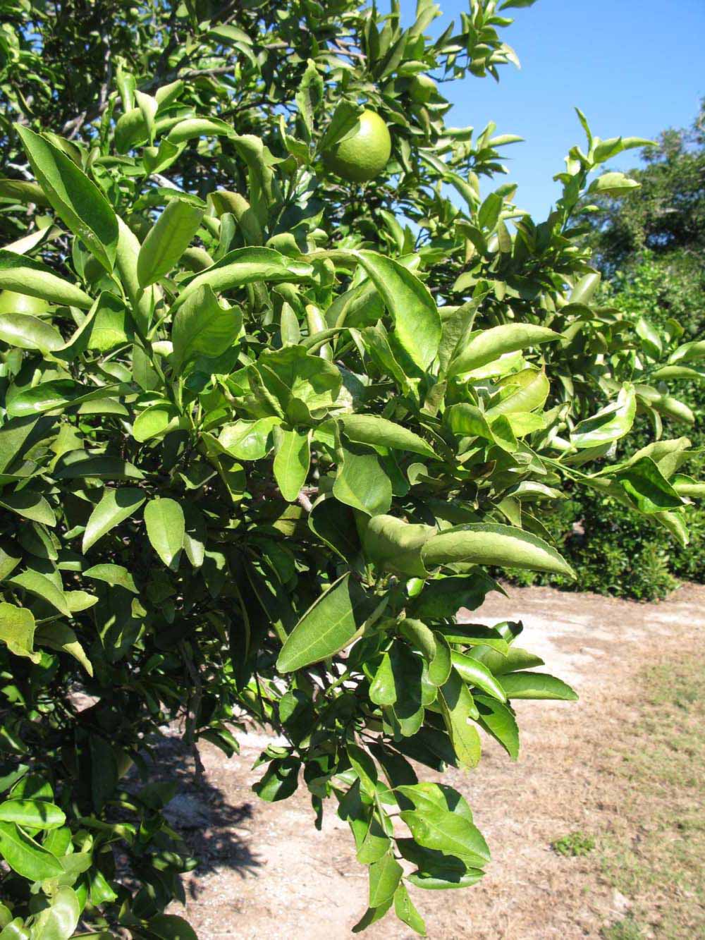              Sun leaves (Winter Haven, FL)       